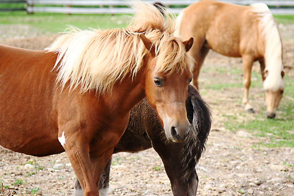 포토 JPG 해외이미지 밭 포유류 자연 하늘 초원 사람없음 야외 초록색 파란색 머리 검은색 미니어처 시골 방목 꼬리 갈기 당나귀 망아지 고립 굴레 미니 해외포토 동물 새끼 컬러 농업 신체부위 모형 말_동물 축산업 생태계 파일형식 이미지허브