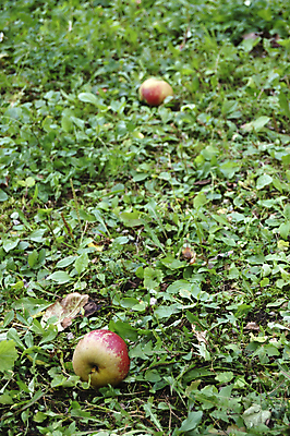 포토 JPG 해외이미지 자연 사람없음 빨간색 초록색 정원 닫기 떨어짐 사과 해외포토 컬러 컨셉 과일 모션 생태계 파일형식 이미지허브
