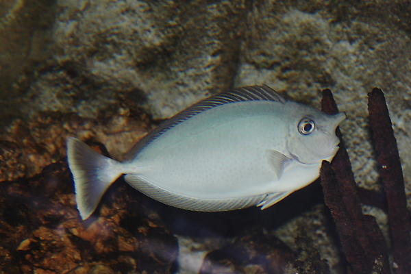 포토 JPG 해외이미지 동물 야생동물 바다 백그라운드 자연 낚시 어류 사람없음 물 수중 산호 오브젝트 다이빙 암초 수족관 고립 동물상 소금물 이국적 해외포토 자연요소 레저 조형물 수영 수중동물 자포동물 생태계 수중스포츠 파일형식 이미지허브