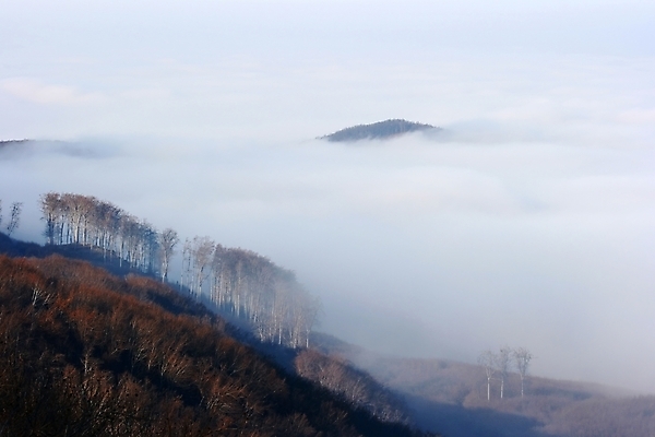 포토 JPG 해외이미지 나무 여행 자연 산 거리 파노라마 경사 사람없음 빛 햇빛 어둠 하이킹 안개 숲 언덕 창백 벌거벗은 뿌연 카피스페이스 해외포토 식물 레저 날씨 촬영기법 태양 공백 생태계 파일형식 이미지허브