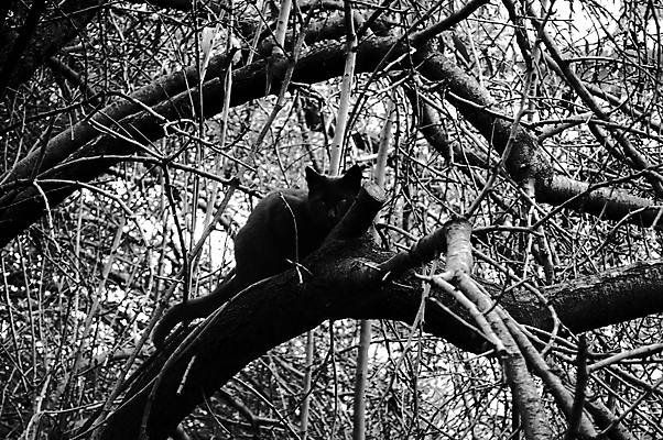 포토 JPG 해외이미지 나무 동물 백그라운드 포유류 자연 추상 털 사람없음 목재 반려동물 검은색 고양이 흰색 나뭇가지 작음 모피 질감 숨김 내추럴 해외포토 식물 컬러 컨셉 무늬 재료 크기 생태계 파일형식 이미지허브