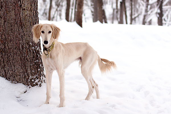 포토 JPG 해외이미지 나무 동물 1 공원 새끼 겨울 자연 서기 사람없음 야외 가로 반려동물 갈색 검은색 흰색 기다림 개 강아지 사냥개 육식동물 흐림 해외포토 식물 계절 공공시설 컬러 포유류 모션 날씨 생태계 파일형식 이미지허브