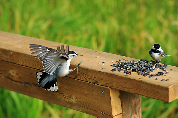 포토 JPG 해외이미지 나무 동물 공원 야생동물 캐나다 날개 자연 조류 씨앗 앉기 사람없음 야외 옆모습 검은색 회색 흰색 나뭇가지 관찰 닫기 잡지 숲 작음 깃털 묘사 부리 나무껍질 동물상 앨버타 해외포토 식물 공공시설 뷰포인트 컬러 북아메리카 모션 간행물 조형물 껍질 크기 생태계 파일형식 이미지허브