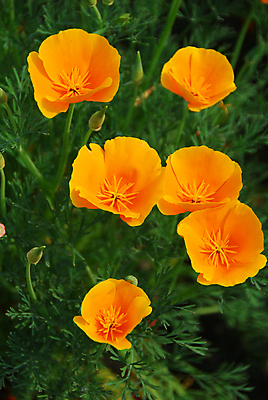 포토 JPG 해외이미지 식물 계절 꽃잎 꽃 백그라운드 꽃무늬 자연 사람없음 장식 컬러풀 뷰티 약 노란색 정원 봄 벚꽃 개화 약초 그늘 원예 캘리포니아 꽃가루 양귀비 고립 해외포토 컬러 무늬 의학 취미 미국 풀_식물 가루 생태계 파일형식 이미지허브