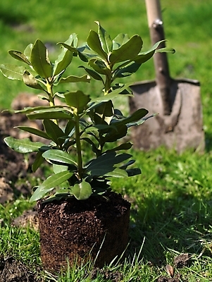 포토 JPG 해외이미지 식물 꽃 지구 잎 사람없음 초록색 정원 흙 봄 진달래 삽 모종 해외포토 계절 컬러 파일형식 이미지허브