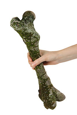 포토 JPG 해외이미지 스튜디오촬영 동물 손 유럽 신체 부분 포유류 해부 자연 사슴 손바닥 이끼 사람 사람없음 세로 스터디 컬러풀 한개 건강관리 엄지손가락 흰색 엉덩이 흰배경 생물학 팔 고립 옛날 해외포토 1 교육 나라 컬러 백그라운드 손가락 의학 실내 건강 관리 신체부위 학습 생태계 파일형식 이미지허브