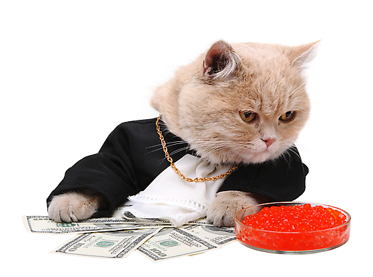 포토 JPG 해외이미지 동물 컨셉 크리스마스 지폐 돈 비즈니스 포유류 휴가 새로움 기념 아이디어 사람없음 금융 달러 고양이 흰색 축하 재산 붓기 연도 심볼 흰배경 수익 고립 캐비아 해외포토 기념일 컬러 백그라운드 식재료 모션 경제 반려동물 파일형식 이미지허브