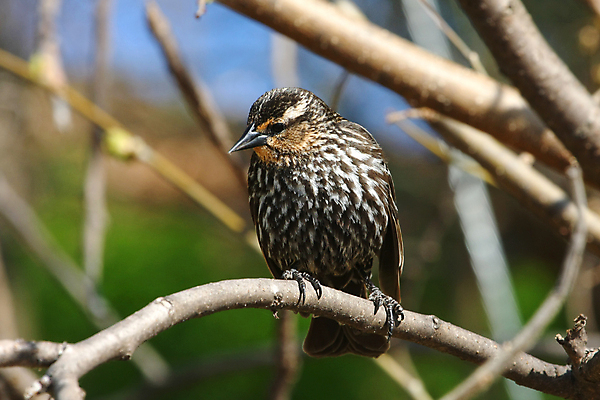 포토 JPG 해외이미지 나무 동물 공원 여자 남자 야생동물 날개 오렌지 자연 조류 앉기 사람없음 야외 빨간색 초록색 여름 파란색 컬러풀 노란색 보라색 검은색 봄 나뭇가지 습지 숲 작음 무서움 깃털 꼬리 부리 계산서 고립 뒤뜰 해외포토 식물 계절 공공시설 감정 컬러 과일 모션 사람 크기 생태계 파일형식 이미지허브