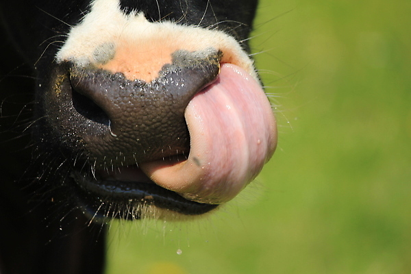포토 JPG 해외이미지 동물 응시 행복 음식 밭 자연 육류 초원 사람없음 여름 기쁨 하이킹 우유 껍질 소 닫기 코 획득 주둥이 밭일 총구 해외포토 시선 계절 감정 농업 식재료 포유류 모션 레저 유제품 신체부위 생태계 파일형식 이미지허브