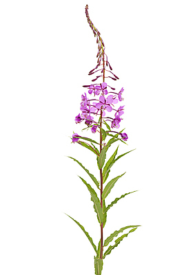 포토 JPG 해외이미지 식물 꽃 줄기 분홍색 잎 사람없음 빨간색 약초 허브 흰배경 해외포토 컬러 백그라운드 흰색 풀_식물 파일형식 이미지허브