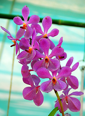 포토 JPG 해외이미지 식물 계절 꽃잎 꽃 분홍색 백그라운드 꽃무늬 자연 사람없음 장식 컬러풀 뷰티 정원 봄 벚꽃 개화 난초 그늘 원예 해외포토 컬러 무늬 취미 생태계 파일형식 이미지허브