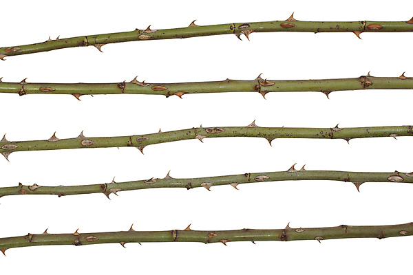 포토 JPG 해외이미지 식물 자연 사람없음 초록색 신선 가시 흰배경 날카로움 해외포토 컬러 백그라운드 흰색 생태계 파일형식 이미지허브