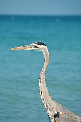 포토 JPG 해외이미지 동물 한마리 야생동물 모래 자연 조류 사람없음 야외 세로 물 파란색 컬러풀 사진촬영 수면 왜가리 수평선 플로리다 해외포토 자연요소 1 컬러 촬영 미국 생태계 파일형식 이미지허브