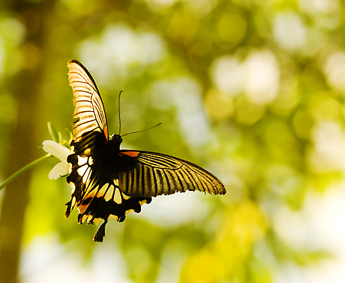 포토 JPG 해외이미지 식물 동물 계절 공원 꽃 야생동물 포즈 나비 곤충 밭 날개 모션 자연 하늘 안테나 초원 사람없음 야외 목재 초록색 여름 컬러풀 뷰티 노란색 평화 정원 검은색 봄 벌레 숲 묘사 생물학 보케 내추럴 무료 수유 해외포토 나무 공공시설 교육 컬러 컨셉 농업 재료 통신 생태계 파일형식 이미지허브