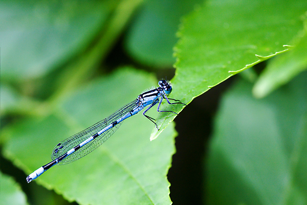 포토 JPG 해외이미지 동물 야생동물 곤충 잎 날개 자연 사람없음 컬러풀 잡초 잠자리 해외포토 식물 컬러 생태계 파일형식 이미지허브