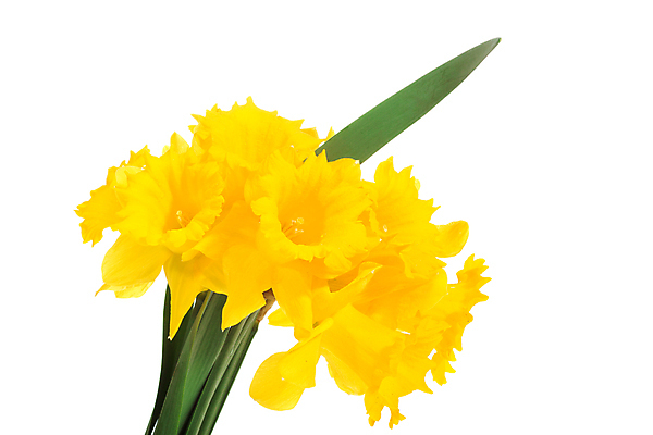 포토 JPG 해외이미지 식물 계절 꽃잎 꽃 줄기 백그라운드 잎 겨울 자연 부활절 새로움 사람없음 초록색 노란색 우주 봄 성장 흰색 4월 5월 수선화 고립 취급주의 해외포토 기념일 컬러 컨셉 경고 날짜 생태계 파일형식 이미지허브
