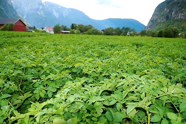 포토 JPG 해외이미지 식물 라이프스타일 꽃 음식 밭 농업 가족 자연 휴가 산 주택 노르웨이 사람없음 야외 농장 언덕 스칸디나비아 해외포토 유럽 산업 관계 건물 생활 생태계 파일형식 이미지허브