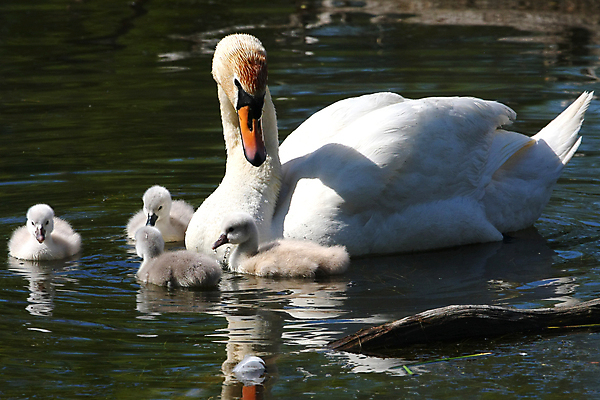 포토 JPG 해외이미지 동물 호수 야생동물 날개 오렌지 자연 조류 성인 사람없음 물 파란색 강 뷰티 반사 머리 평화 검은색 수영 침묵 흰색 연못 우아함 깃털 부리 백조 목 물새 계산서 단아함 동물상 벙어리 해외포토 자연요소 컬러 컨셉 과일 사람 신체부위 조형물 소리 수상스포츠 생태계 파일형식 이미지허브