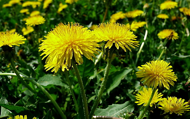포토 JPG 해외이미지 주간 자연 사람없음 야외 민들레 해외포토 자연요소 꽃 생태계 파일형식 이미지허브