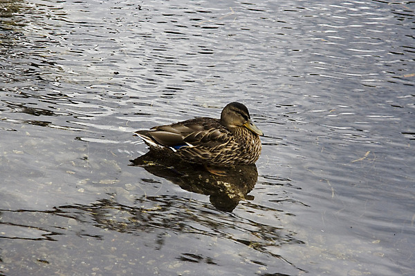포토 JPG 해외이미지 동물 1 커플 공원 호수 물결 야생동물 자연 조류 오리 사람없음 물 컬러풀 반사 갈색 노란색 머리 수영 가축 젖음 흰색 연못 쌍 깃털 부리 백조 거위 길이 청둥오리 내추럴 민물 방법 해외포토 자연요소 공공시설 컬러 관계 신체부위 수상스포츠 생태계 파일형식 이미지허브