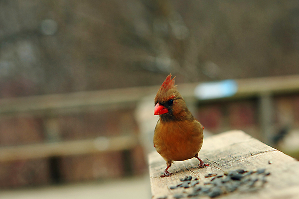 포토 JPG 해외이미지 나무 동물 1 여자 남자 야생동물 겨울 날개 노래 자연 조류 하늘 씨앗 앉기 사람없음 야외 빨간색 검은색 봄 추위 나뭇가지 바늘 선택 깃털 부리 북쪽 동물상 뒤뜰 가문비나무 해외포토 식물 계절 음악 컬러 컨셉 모션 사람 조형물 도구 방향 생태계 파일형식 이미지허브