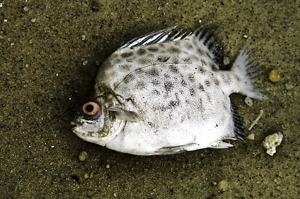 포토 JPG 해외이미지 동물 모래 바다 백그라운드 곰 자연 성공 아침 낚시 추상 어류 사람없음 야외 물 여름 빛 강 갈색 환경 맑음 봄 흰색 죽음 은색 내추럴 소금물 헬프 해외포토 주간 자연요소 계절 컬러 컨셉 무늬 포유류 레저 날씨 수중동물 도움 생태계 파일형식 이미지허브