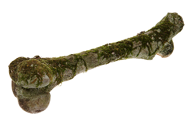 포토 JPG 해외이미지 스튜디오촬영 동물 유럽 포유류 해부 자연 사슴 이끼 사람없음 세로 스터디 컬러풀 한개 건강관리 흰색 엉덩이 흰배경 생물학 고립 옛날 해외포토 1 교육 나라 컬러 백그라운드 의학 실내 건강 관리 신체부위 학습 생태계 파일형식 이미지허브