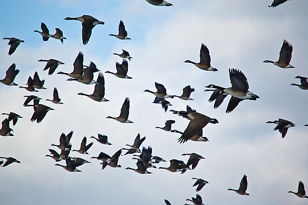 포토 JPG 해외이미지 야생동물 날개 자연 조류 하늘 사람없음 야외 거위 해외포토 동물 생태계 파일형식 이미지허브