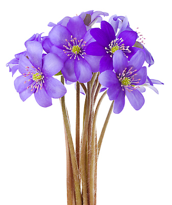 포토 JPG 해외이미지 식물 계절 꽃잎 꽃 줄기 꽃다발 백그라운드 꽃무늬 자연 사람없음 초록색 파란색 뷰티 보라색 봄 성장 벚꽃 흰색 작음 묘사 꽃가루 내추럴 고립 꽃수술 노루귀 아네모네 영원 헌병 해외포토 컬러 무늬 군인 크기 가루 생태계 파일형식 이미지허브