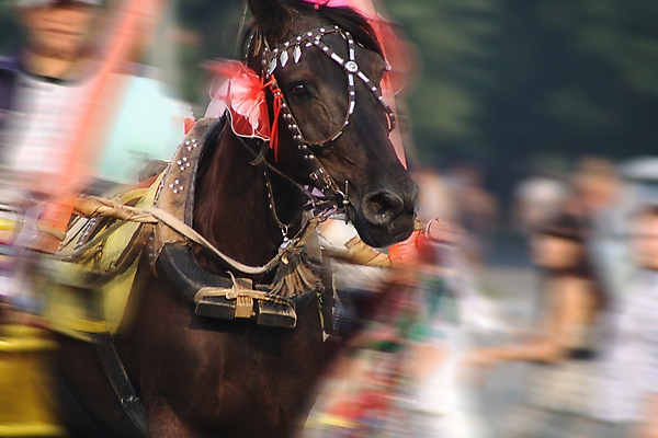 포토 JPG 해외이미지 동물 모래 스포츠 백그라운드 밭 포유류 모션 자연 하늘 사람없음 야외 초록색 파란색 달리기 뷰티 농장 갈색 머리 점프 힘 목장 자유 흰색 만 승마 밤 속도 꼬리 갈기 조랑말 달리기선수 무료 해외포토 레이스천 컬러 컨셉 농업 신체부위 견과류 직물 말_동물 생태계 육상선수 파일형식 이미지허브