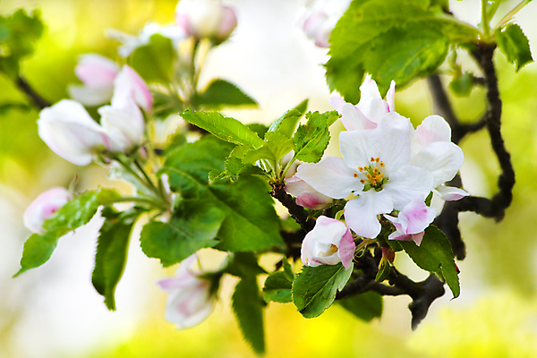 포토 JPG 해외이미지 나무 꽃 분홍색 꽃무늬 농업 과일 자연 사람없음 초록색 빛 장미 봄 벚꽃 흰색 나뭇가지 신선 개화 사과 4월 해외포토 식물 계절 산업 컬러 무늬 날짜 생태계 파일형식 이미지허브
