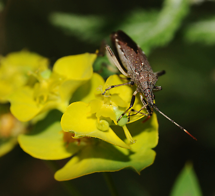 포토 JPG 해외이미지 식물 동물 꽃 야생동물 곤충 잎 날개 자연 생물 안테나 사람없음 야외 장식 초록색 노란색 정원 활발 해충 벌레 작음 딱정벌레 주둥이 내추럴 동물상 멀티 양발 특별함 해외포토 컬러 컨셉 통신 조형물 크기 생태계 파일형식 이미지허브