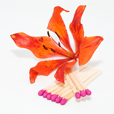 포토 JPG 해외이미지 식물 꽃잎 꽃 줄기 분홍색 꽃다발 오렌지 자연 불 조명 안내 안전 경기 사람없음 목재 빨간색 세트 머리 쌓기 장비 에너지 벚꽃 흰색 뜨거움 개화 막대기 그룹 군중 백합 위험 다발 심볼 연소 고립 꽃수술 독립 줄서기 해외포토 자연요소 나무 스포츠 컬러 컨셉 과일 재료 모션 사람 신체부위 생태계 파일형식 이미지허브