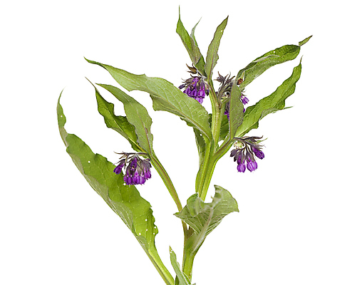 포토 JPG 해외이미지 식물 꽃 잎 자연 사람없음 보라색 개화 약초 허브 흰배경 영원 해외포토 컬러 백그라운드 흰색 풀_식물 생태계 파일형식 이미지허브