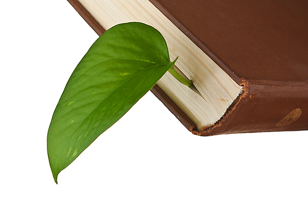 포토 JPG 해외이미지 종교 백그라운드 사람없음 책 성경 흰색 읽기 페이지 양장본 고립 옛날 해외포토 컬러 종교용품 모션 파일형식 이미지허브