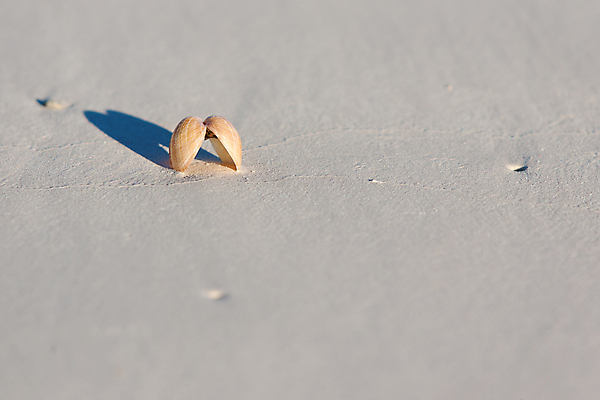 포토 JPG 해외이미지 모래 바다 섬 여행 조류 휴가 조개 사람없음 야외 가로 사진촬영 침묵 껍질 선택 소라 석호 이국적 해외포토 동물 컨셉 어패류 촬영 소리 파일형식 이미지허브