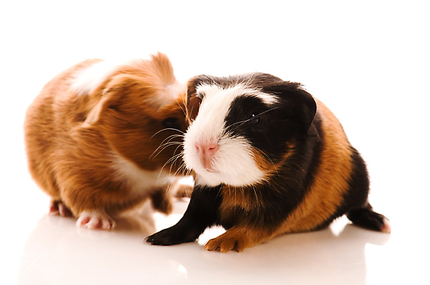 포토 JPG 해외이미지 두마리 사람없음 아웃포커스 기니피그 해외포토 2 포유류 촬영기법 파일형식 이미지허브