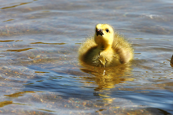 포토 JPG 해외이미지 모양 동물 공원 호수 야생동물 캐나다 날개 자연 조류 하늘 오리 사람없음 물 강 검은색 힘 덮개 시골 연못 개울 원주민 떨어짐 깃털 시작 상승 부리 거위 물새 단아함 동물상 해외포토 자연요소 공공시설 컬러 컨셉 북아메리카 조형물 뚜껑 아프리카인 생태계 파일형식 이미지허브