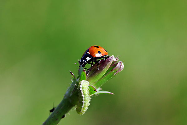 포토 JPG 해외이미지 식물 동물 곤충 잎 오렌지 자연 사람없음 야외 시골 벌레 무당벌레 동물상 해외포토 과일 조형물 생태계 파일형식 이미지허브