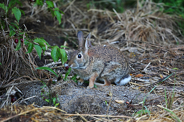 포토 JPG 해외이미지 동물 전통 야생동물 음식 백그라운드 포유류 자연 초식동물 휴가 부활절 수염 털 앉기 사람없음 야외 초록색 갈색 봄 흰색 축하 아기 토끼 설치류 먹이 모피 코 귀 부드러움 솜털 동쪽 고립 해외포토 계절 기념일 컬러 컨셉 모션 사람 신체부위 반려동물 감각 방향 생태계 파일형식 이미지허브