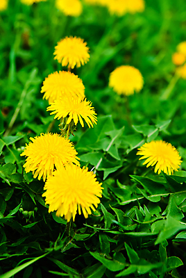 포토 JPG 해외이미지 주간 자연 사람없음 야외 아웃포커스 민들레 해외포토 자연요소 꽃 촬영기법 생태계 파일형식 이미지허브