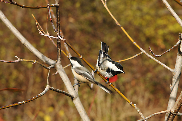 포토 JPG 해외이미지 나무 동물 손 공원 야생동물 음식 캐나다 겨울 날개 자연 조류 씨앗 앉기 사람없음 야외 검은색 추위 흰색 나뭇가지 관찰 숲 작음 먹기 깃털 부리 수유 해외포토 식물 계절 공공시설 컬러 북아메리카 모션 신체부위 크기 생태계 파일형식 이미지허브