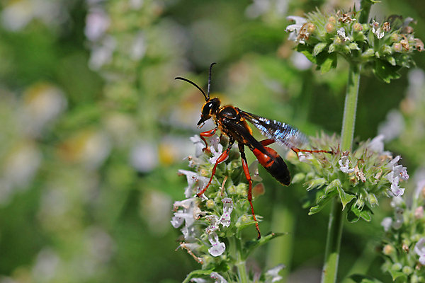 포토 JPG 해외이미지 동물 과학 곤충 백그라운드 날개 일러스트 자연 안테나 사람없음 그래픽 머리 금속 검은색 줄무늬 활발 해충 벌레 둥지 말벌 만화 벌 딱정벌레 그림 코믹 찌르기 지능 해외포토 컬러 컨셉 무늬 통신 모션 재질 신체부위 벌_곤충 생태계 파일형식 이미지허브