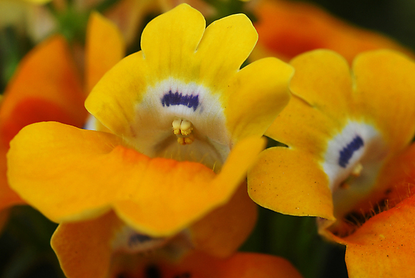 포토 JPG 해외이미지 식물 계절 꽃잎 꽃 백그라운드 꽃무늬 자연 사람없음 장식 컬러풀 뷰티 노란색 정원 봄 벚꽃 흰색 개화 그늘 원예 고립 해외포토 컬러 무늬 취미 생태계 파일형식 이미지허브