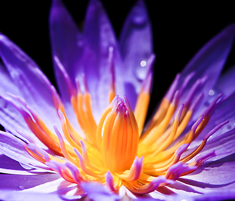 포토 JPG 해외이미지 식물 꽃잎 꽃 아시아 호수 밭 오렌지 자연 잔디 사람없음 야외 초록색 물 노란색 정원 보라색 봄 낭만 젖음 성장 연못 제비꽃 내추럴 고립 존경 해외포토 자연요소 계절 나라 컬러 컨셉 농업 과일 생태계 파일형식 이미지허브