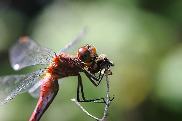 포토 JPG 해외이미지 식물 동물 공원 야생동물 곤충 백그라운드 잎 절지류 날개 자연 휴식 생물 사람없음 빨간색 초록색 물 여름 파란색 뷰티 정원 검은색 봄 연못 닫기 벌레 잠자리 작음 묘사 동물상 해외포토 자연요소 계절 공공시설 컬러 컨셉 모션 조형물 크기 생태계 파일형식 이미지허브