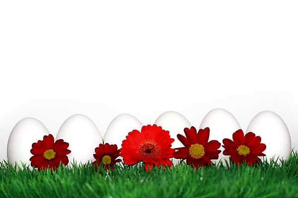 포토 JPG 해외이미지 전통 디자인 계절 꽃 행복 기독교 종교 음식 백그라운드 꽃무늬 패턴 자연 휴가 부활절 창조 선물 사람없음 장식 빨간색 초록색 컬러풀 계란 페인트 놀람 봄 흰색 축하 토끼 둥지 4월 수집 심볼 고립 해외포토 식물 기념일 감정 컬러 컨셉 무늬 포유류 표정 반려동물 알 날짜 생태계 파일형식 이미지허브