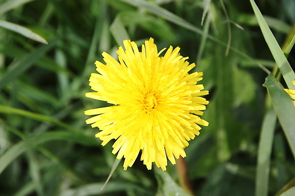 포토 JPG 해외이미지 주간 한송이 자연 사람없음 야외 아웃포커스 민들레 해외포토 자연요소 1 꽃 촬영기법 생태계 송이 파일형식 이미지허브