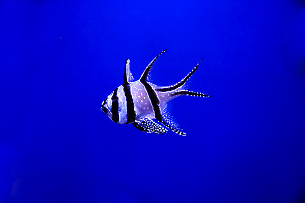 포토 JPG 해외이미지 사람없음 수중 수족관 해외포토 파일형식 이미지허브