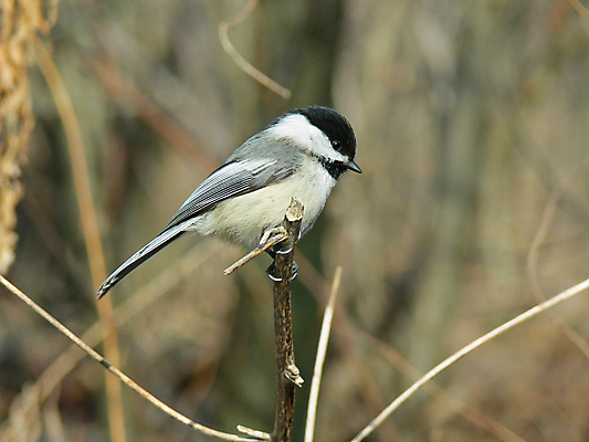 포토 JPG 해외이미지 나무 동물 야생동물 캐나다 자연 조류 씨앗 앉기 사람없음 야외 검은색 흰색 나뭇가지 관찰 작음 깃털 부리 수유 해외포토 식물 컬러 북아메리카 모션 크기 생태계 파일형식 이미지허브